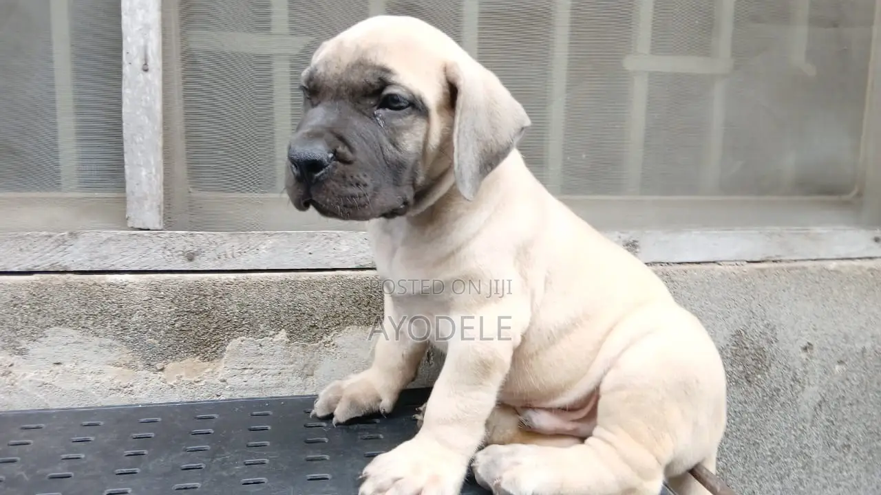 1-3 months Male Purebred Boerboel