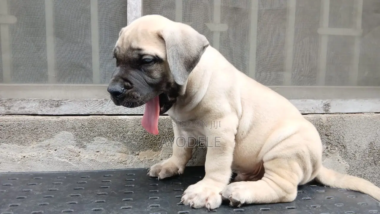 1-3 months Male Purebred Boerboel