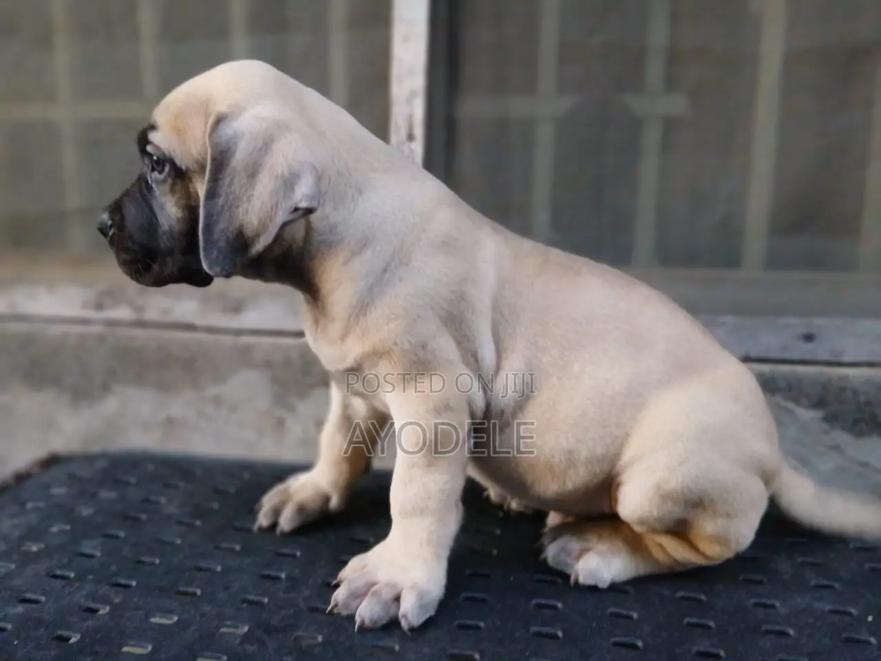 1-3 months Male Purebred Boerboel