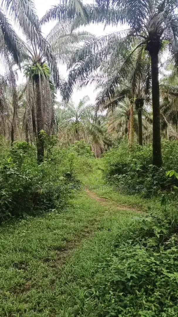 Plots of Land for Palm Plantation for Sale