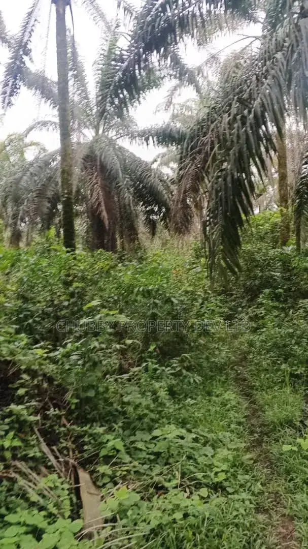 Plots of Land for Palm Plantation for Sale