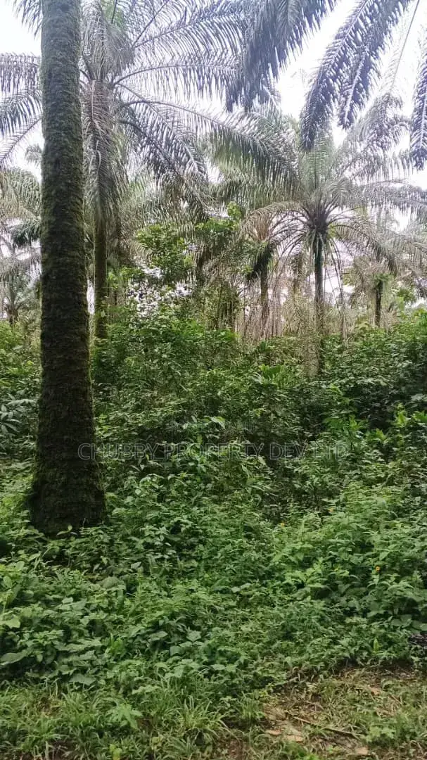 Plots of Land for Palm Plantation for Sale