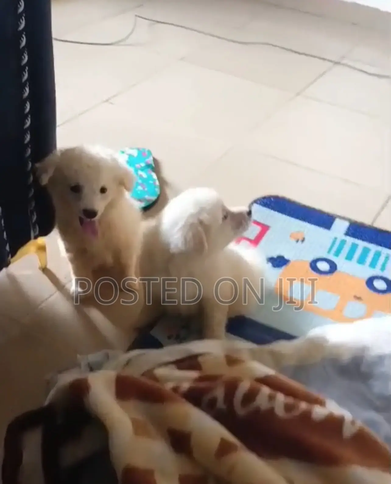 1-3 months Female Purebred American Eskimo