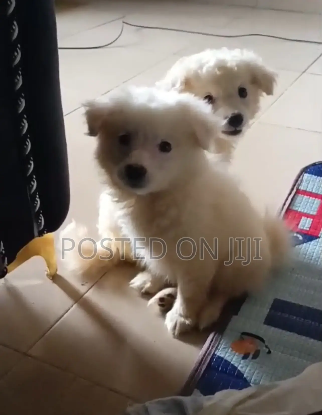1-3 months Female Purebred American Eskimo