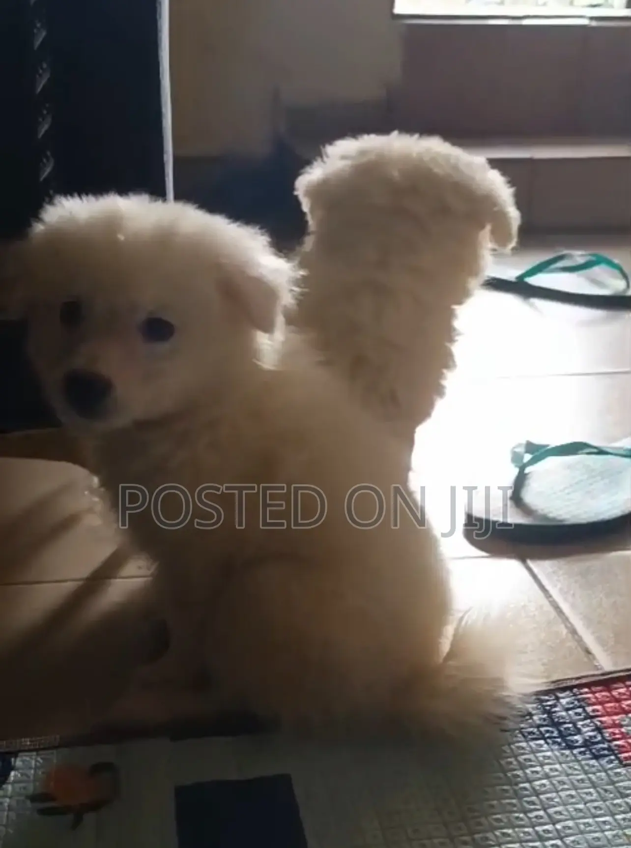 1-3 months Male Purebred American Eskimo