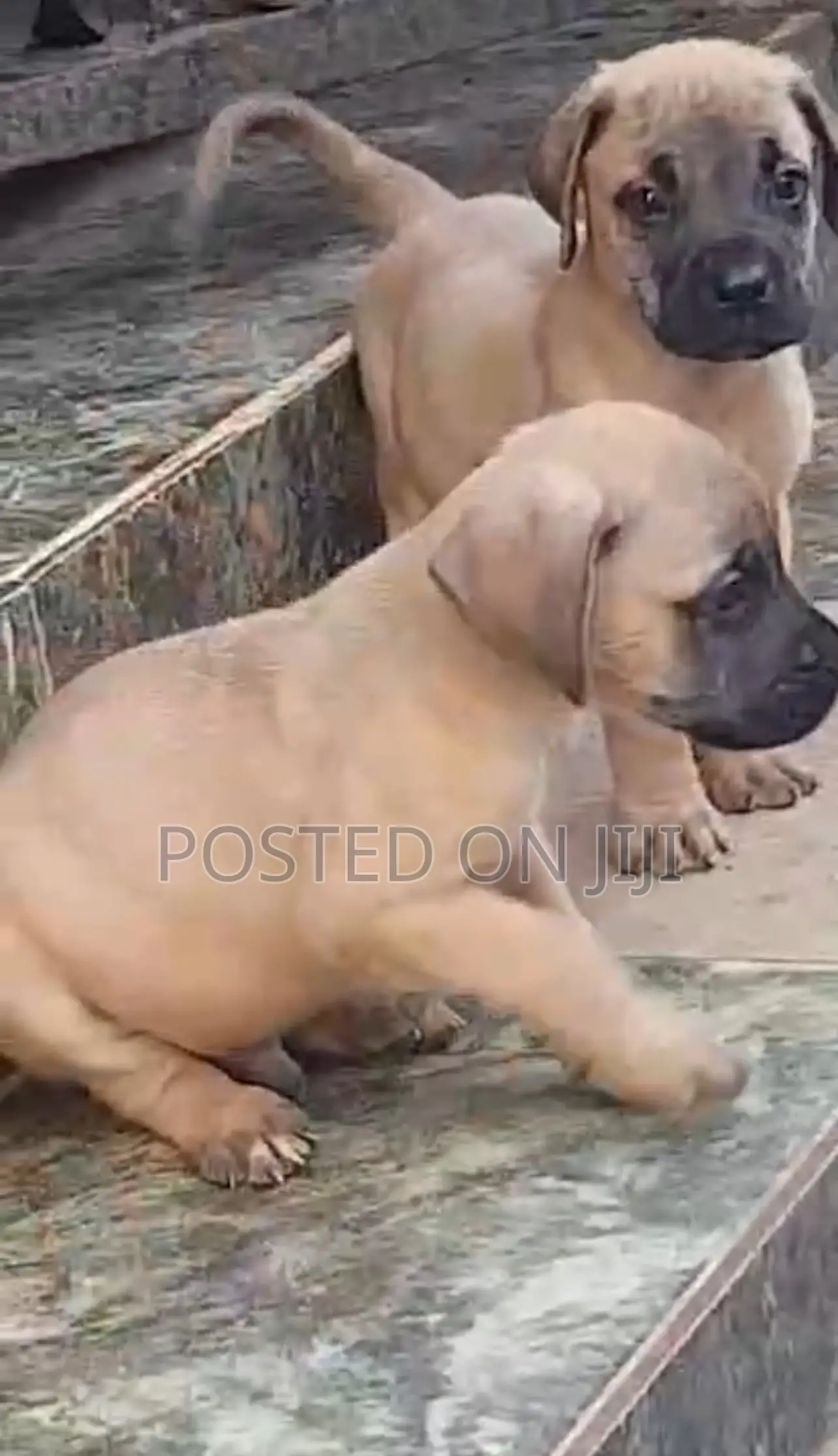 1-3 months Female Purebred Boerboel