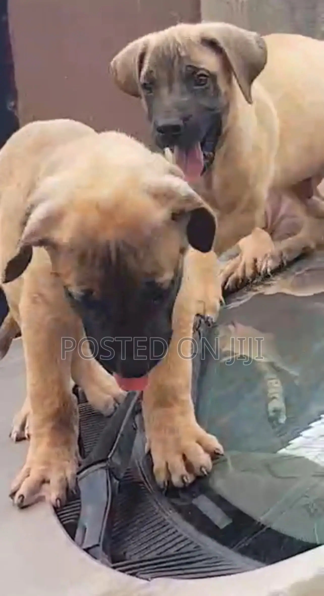 1-3 months Female Purebred Boerboel