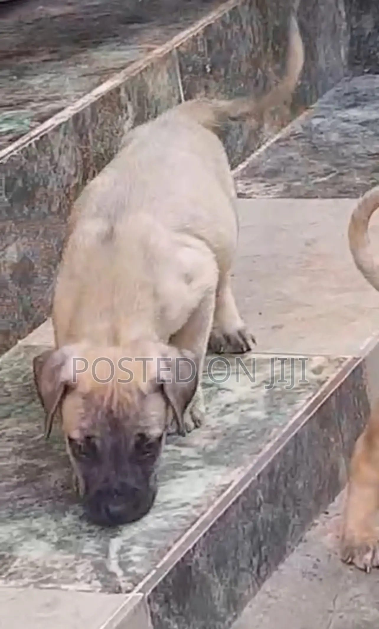 1-3 months Male Purebred Boerboel