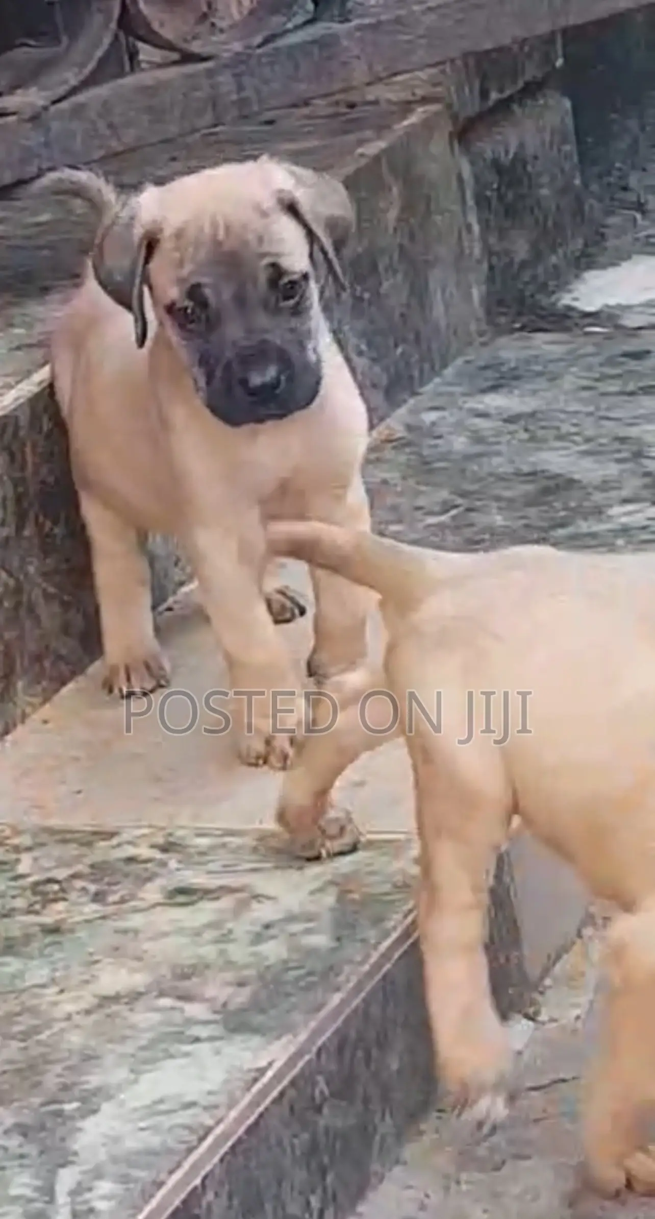 1-3 months Male Purebred Boerboel