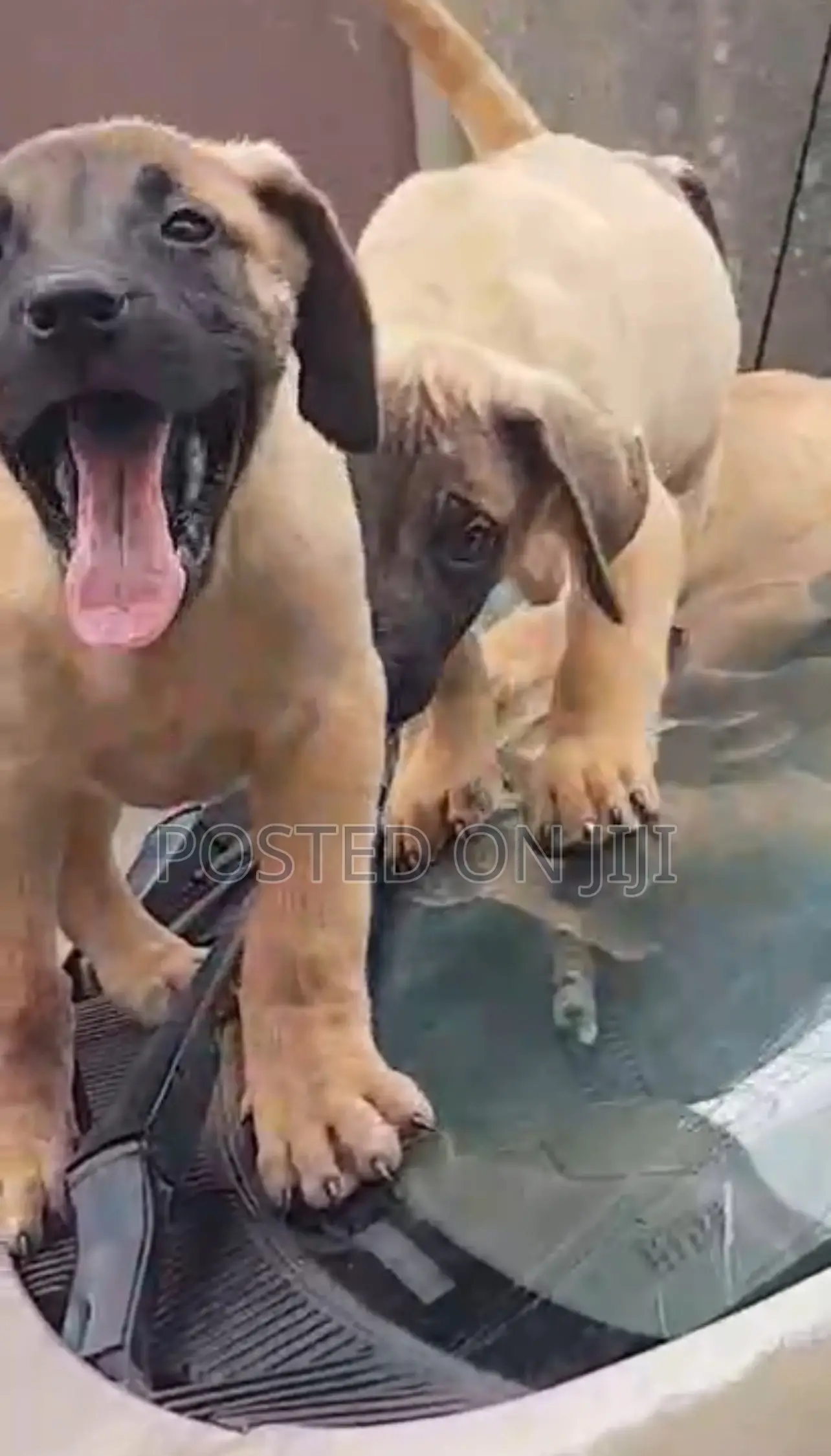 1-3 months Male Purebred Boerboel