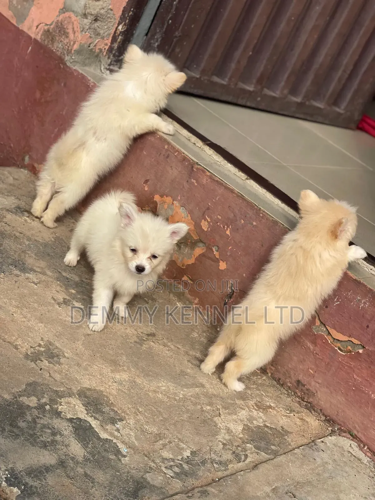 1-3 months Male Purebred American Eskimo