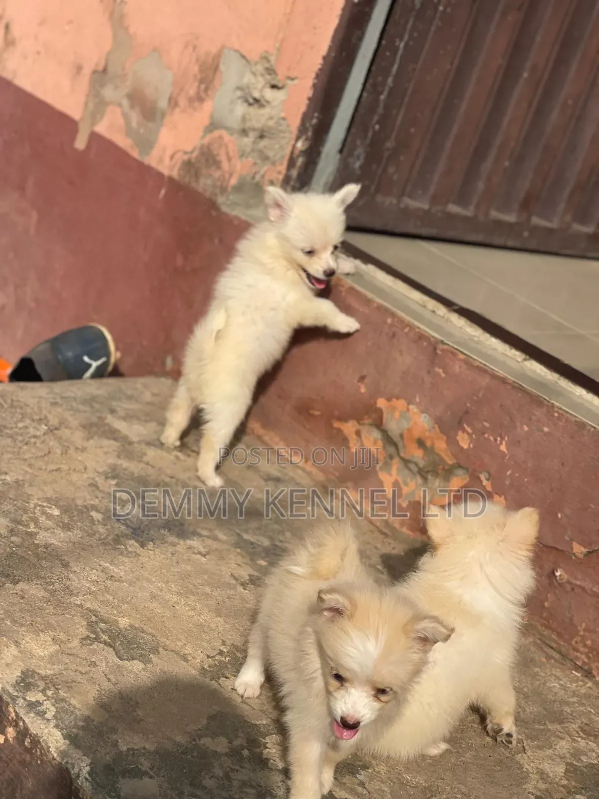 1-3 months Male Purebred American Eskimo