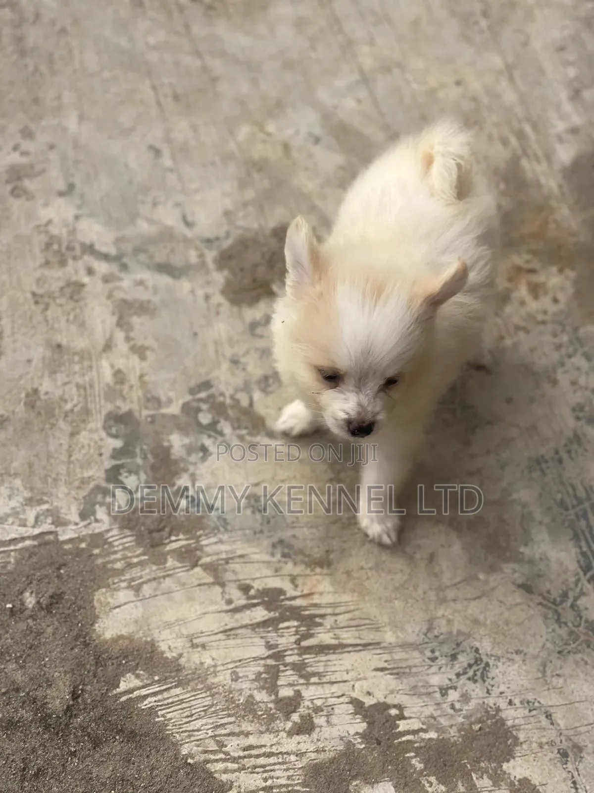 1-3 months Male Purebred American Eskimo