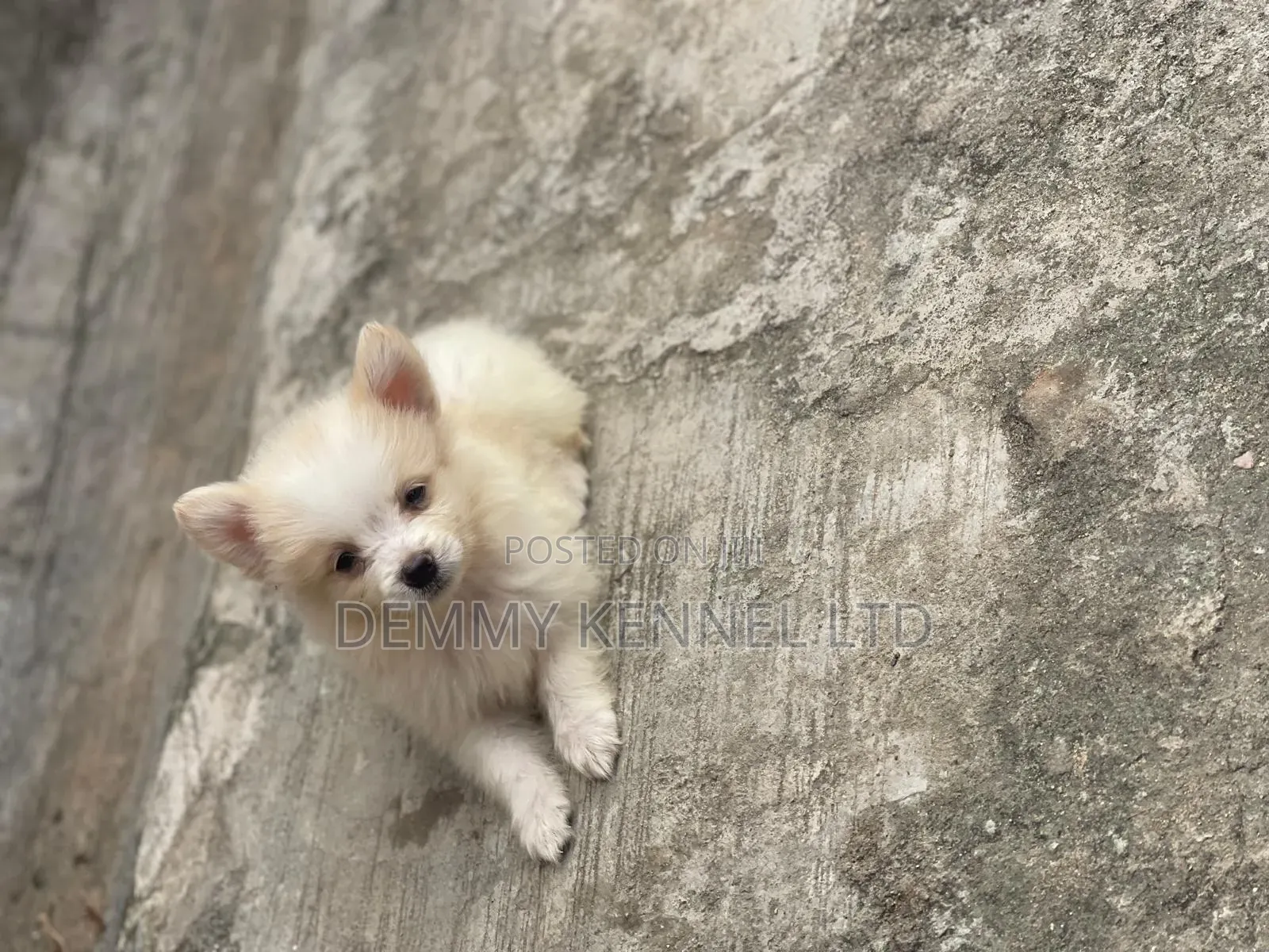 1-3 months Male Purebred American Eskimo
