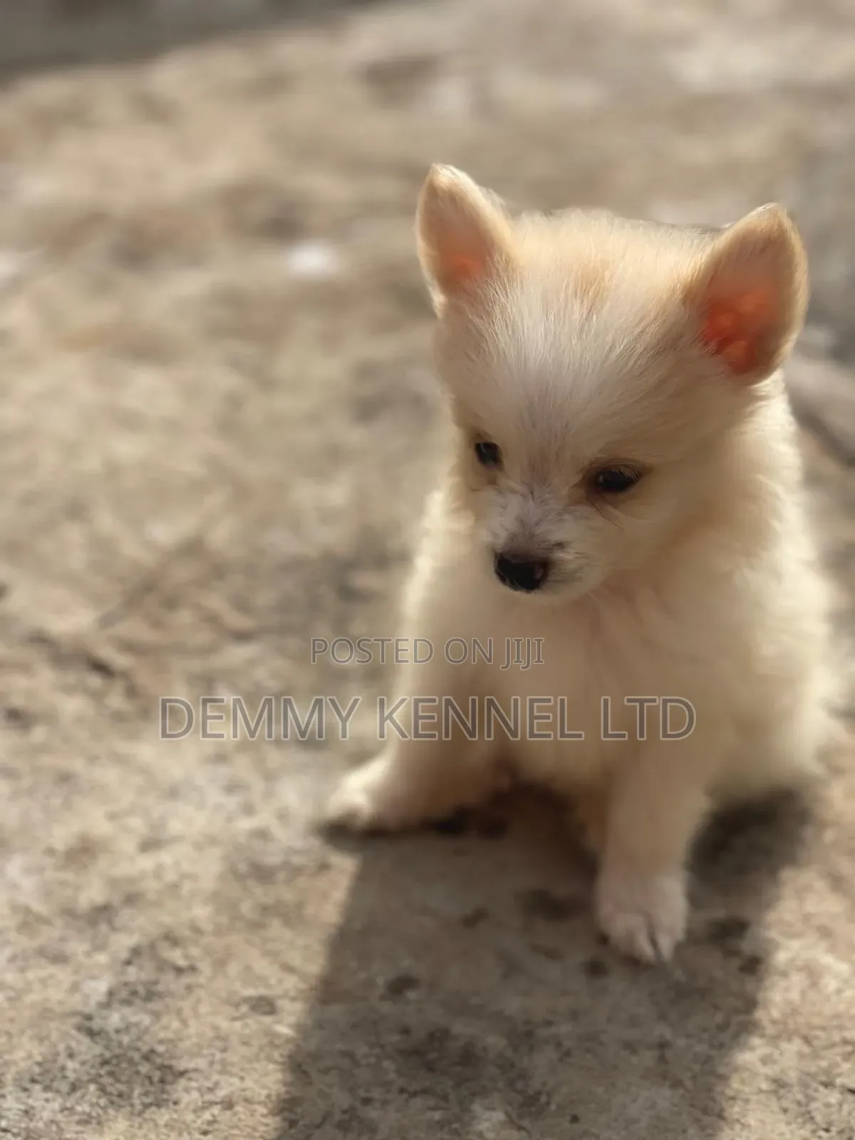 1-3 months Male Purebred American Eskimo