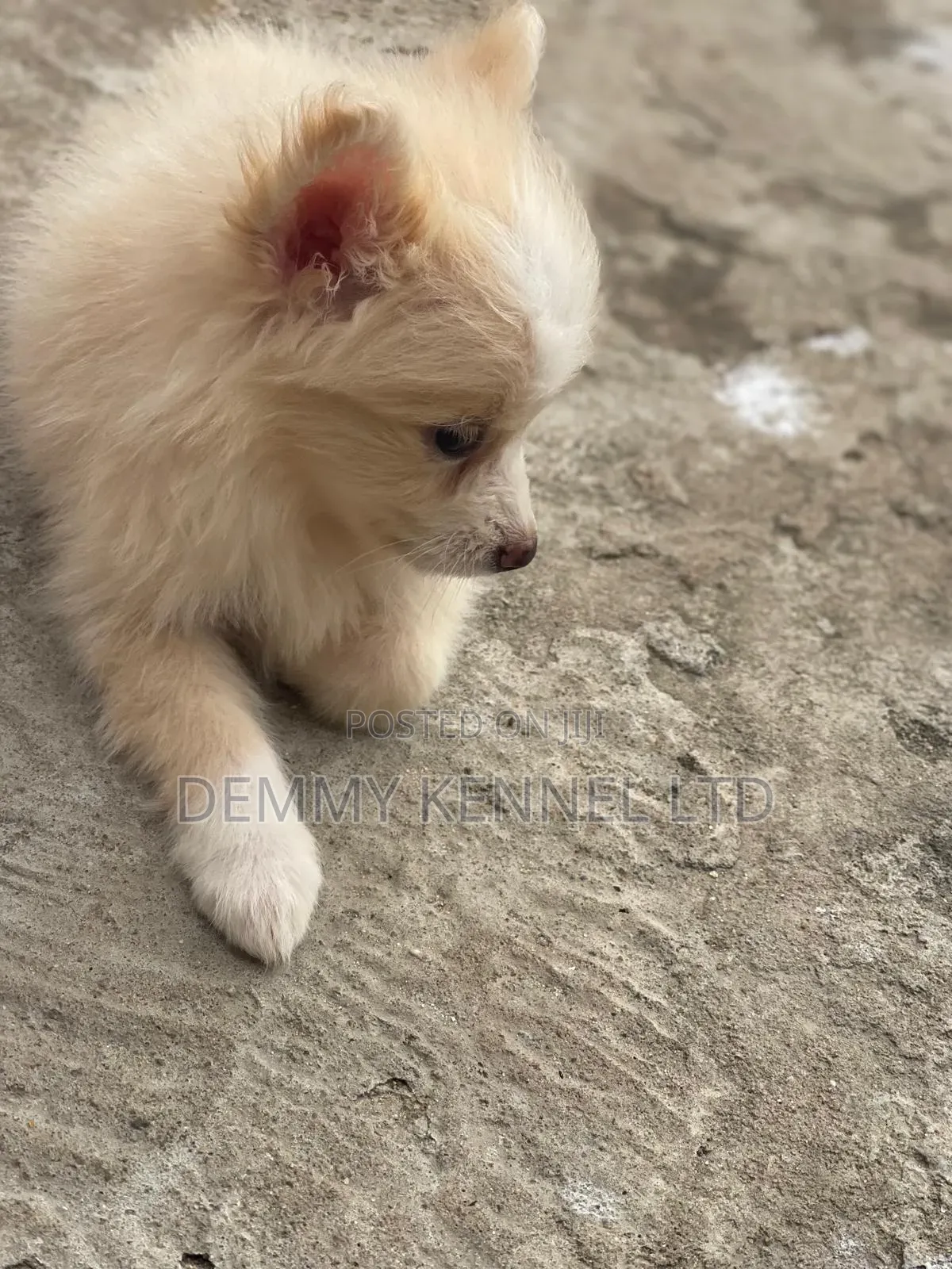 1-3 months Female Purebred American Eskimo