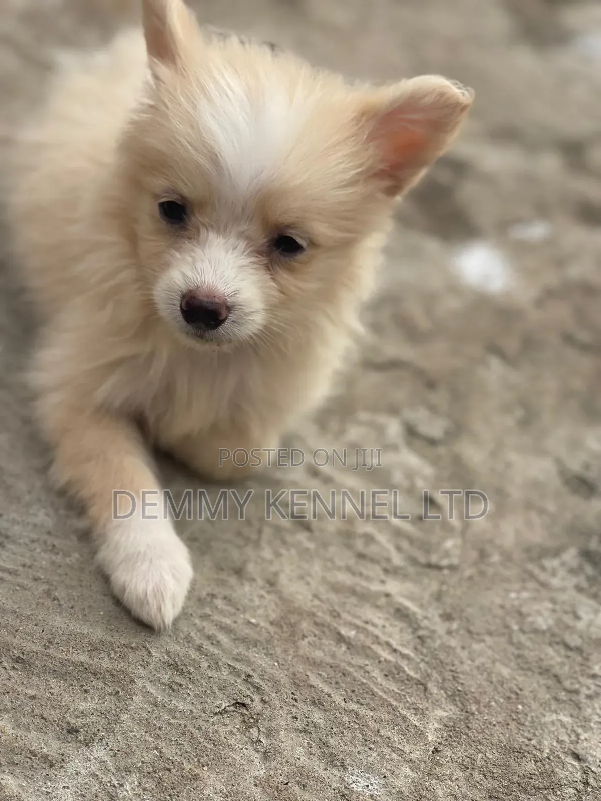 1-3 months Female Purebred American Eskimo