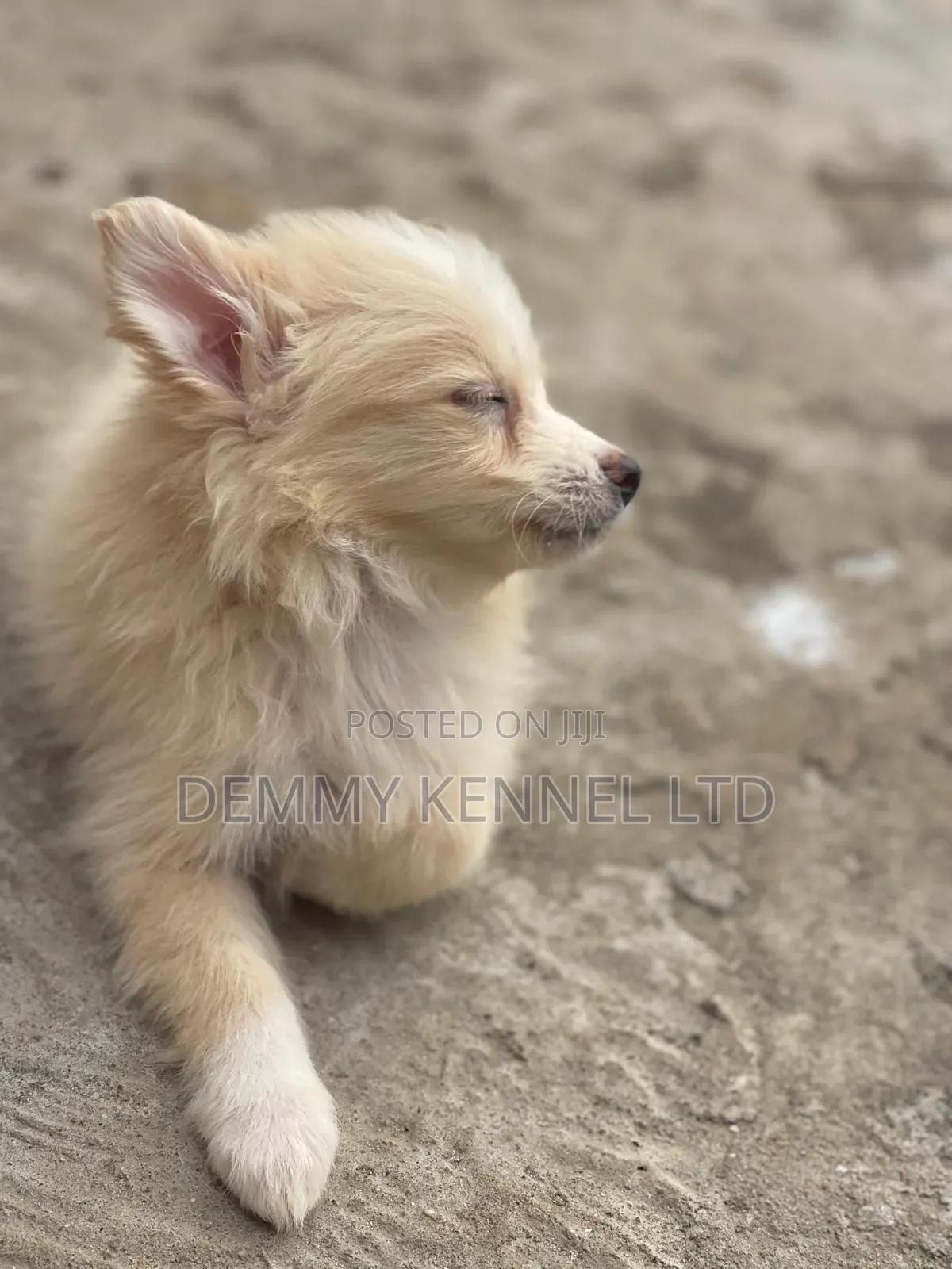 1-3 months Female Purebred American Eskimo
