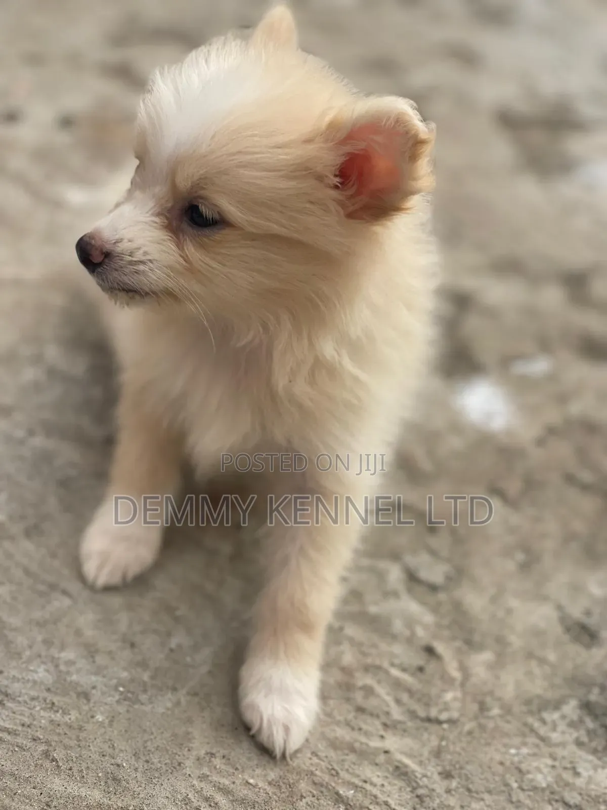 1-3 months Female Purebred American Eskimo