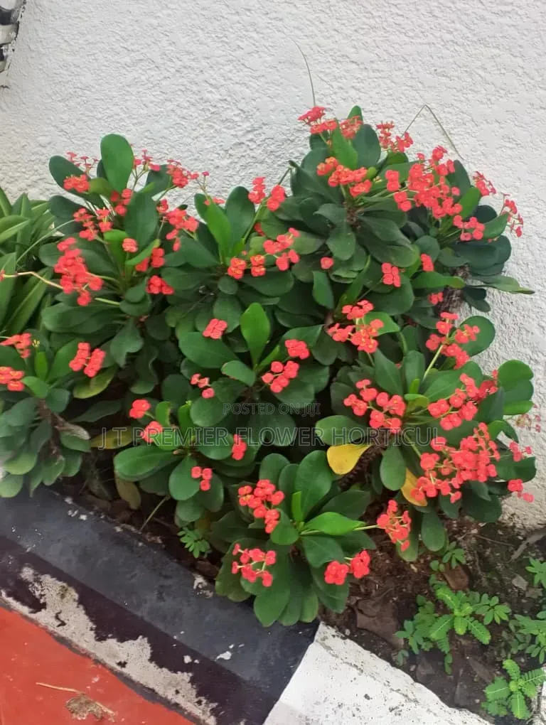 JT Premier Flower Garden Beautification