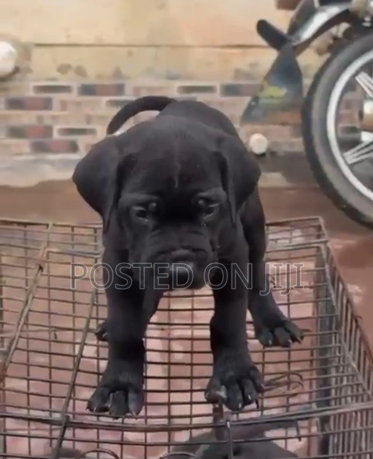 1-3 months Male Purebred Cane Corso