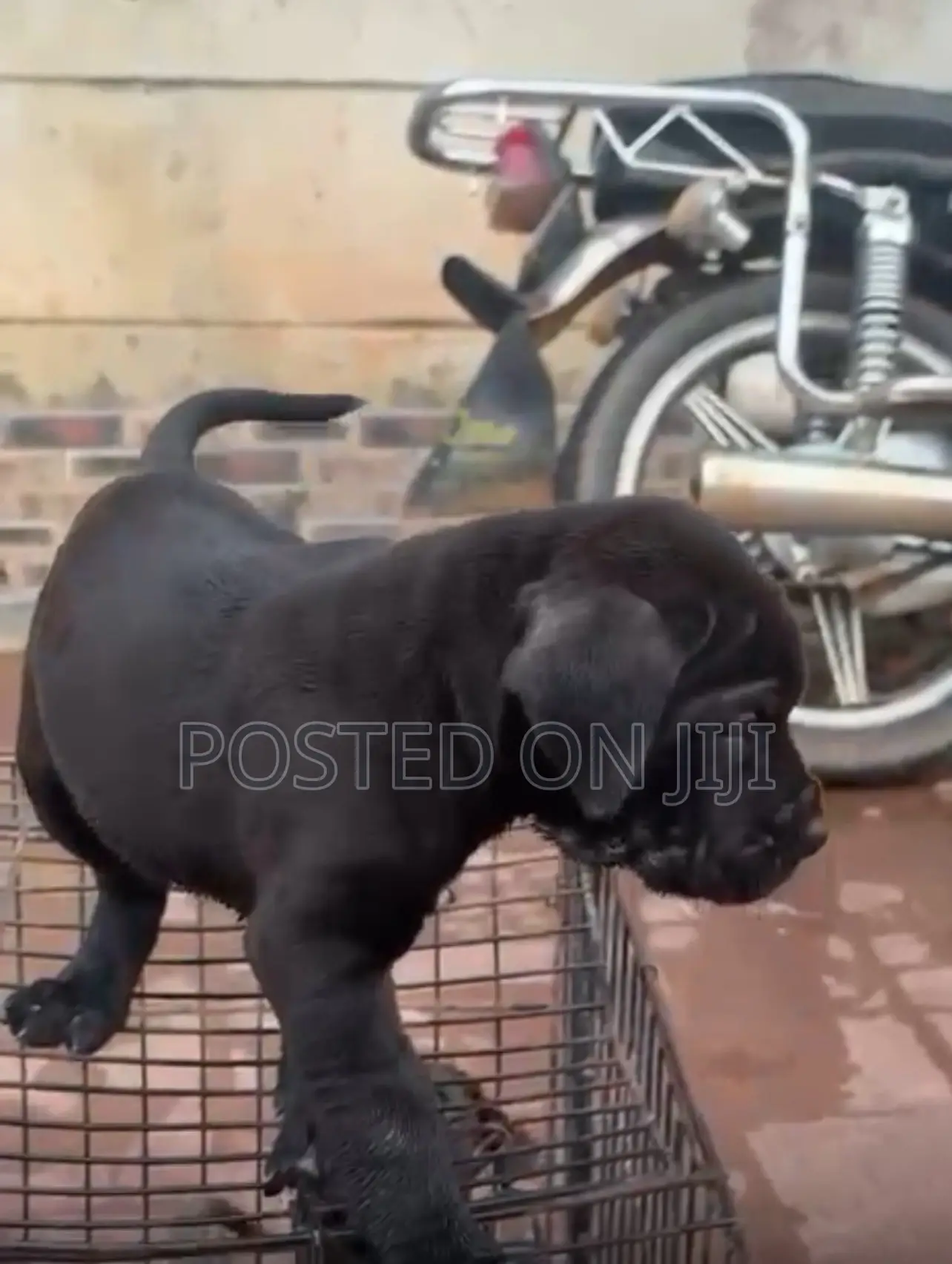 1-3 months Male Purebred Cane Corso