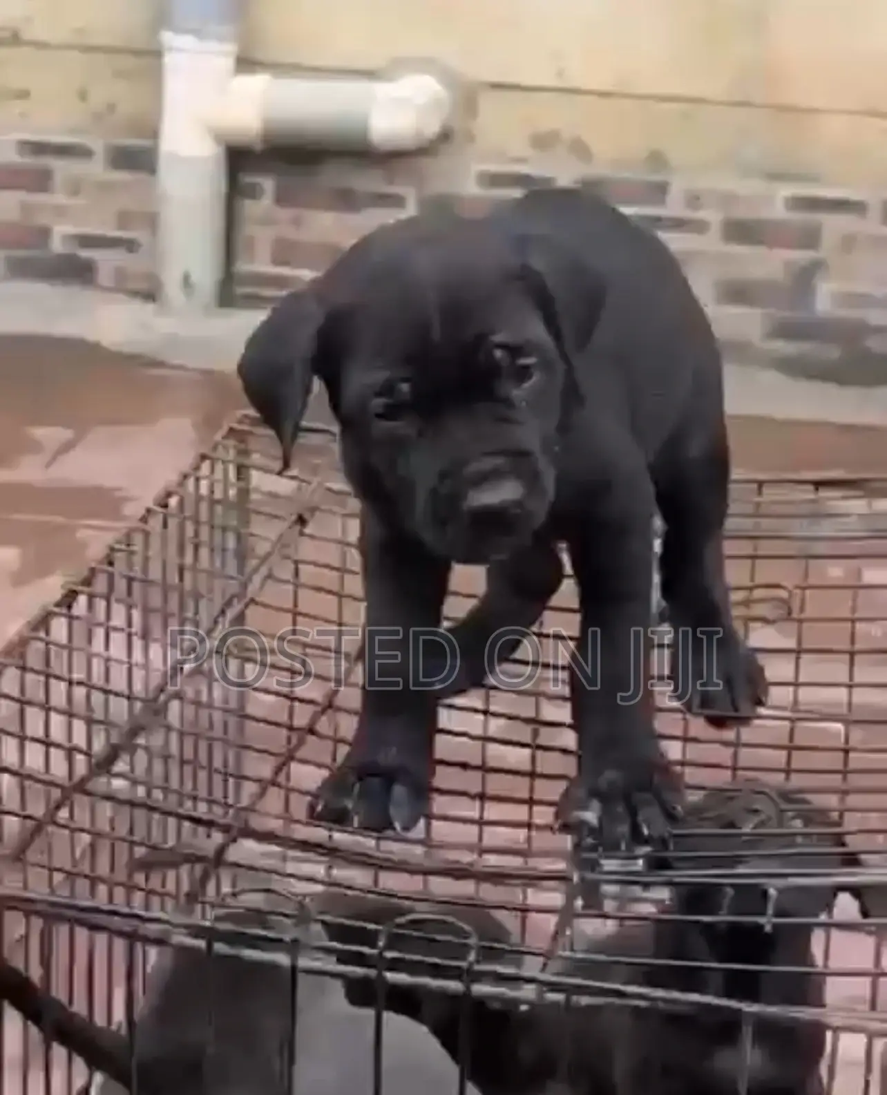 1-3 months Female Purebred Cane Corso