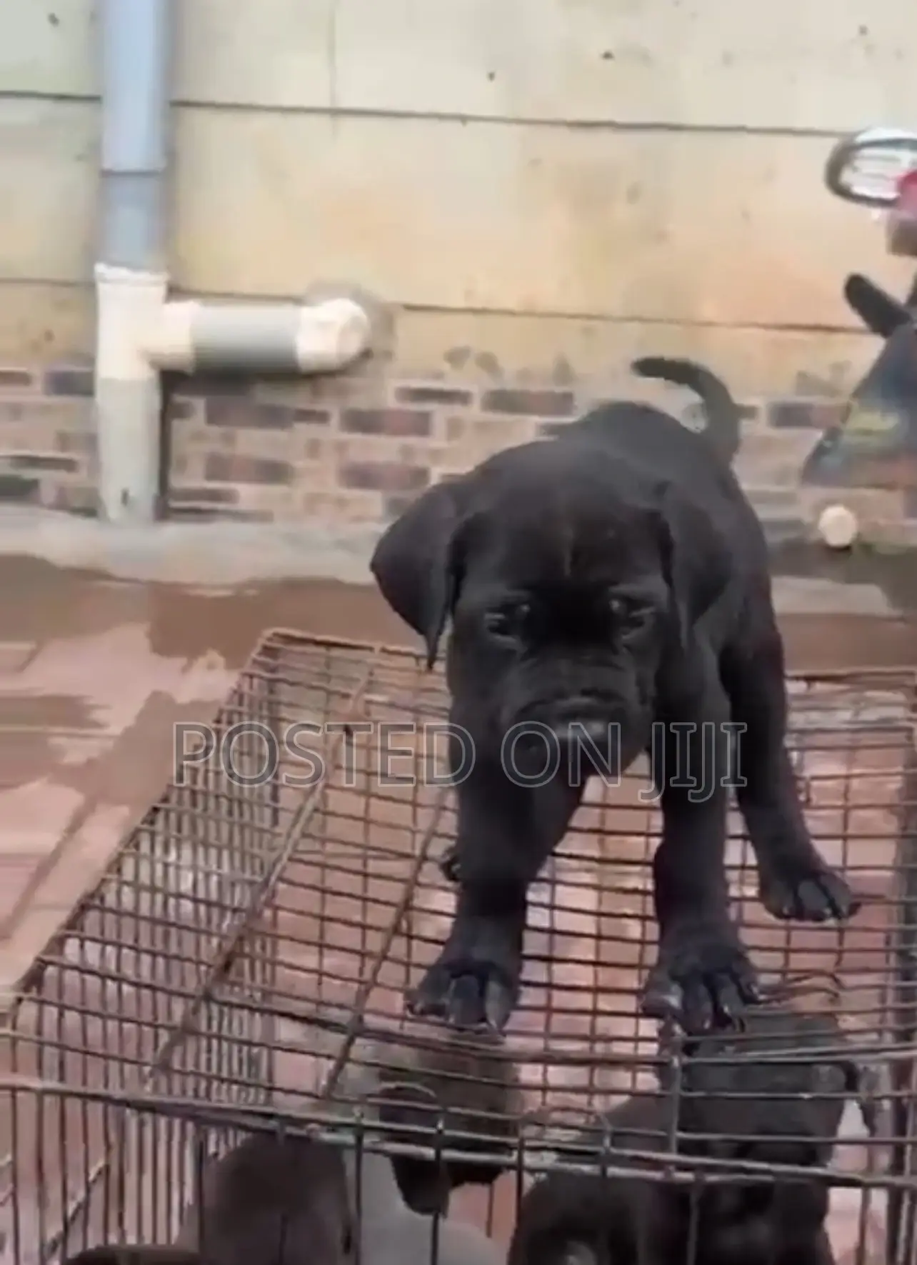 1-3 months Female Purebred Cane Corso