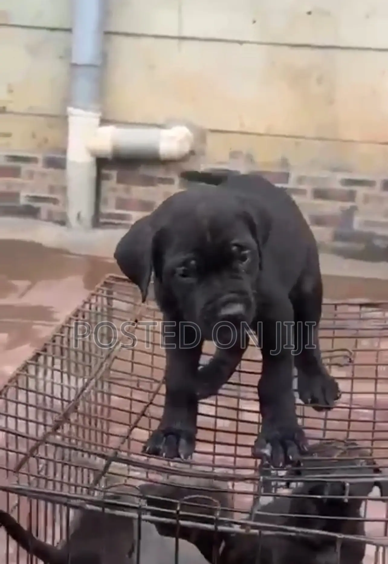 1-3 months Female Purebred Cane Corso