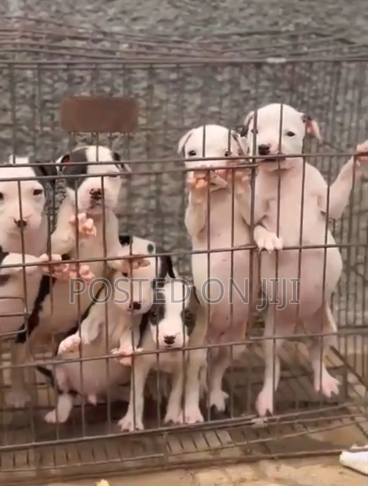 1-3 months Female Purebred American Pit Bull Terrier
