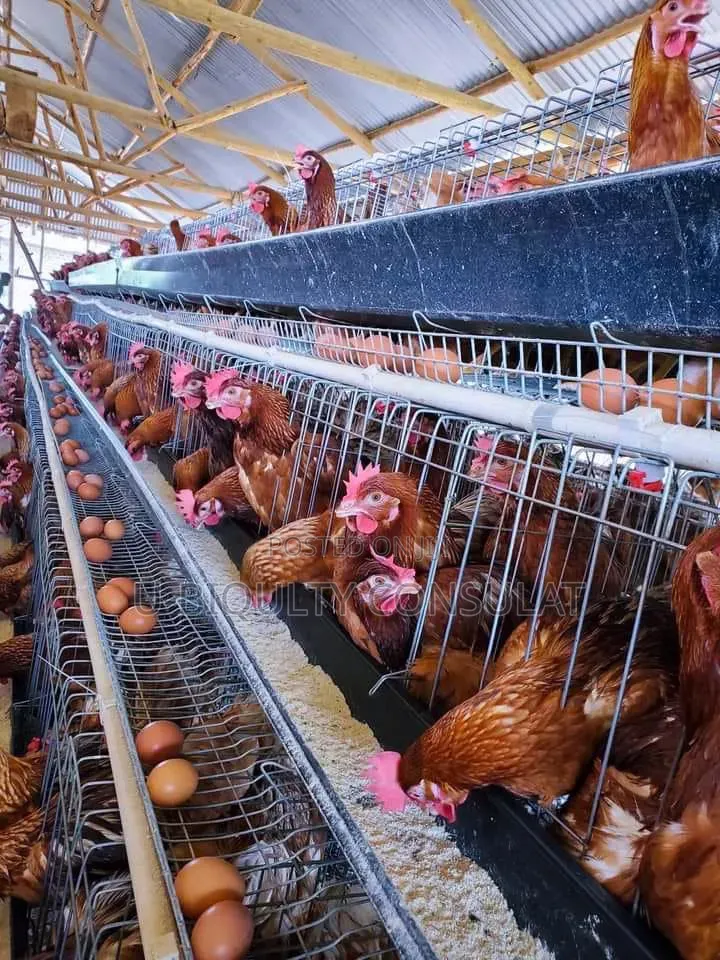 Battery Cage