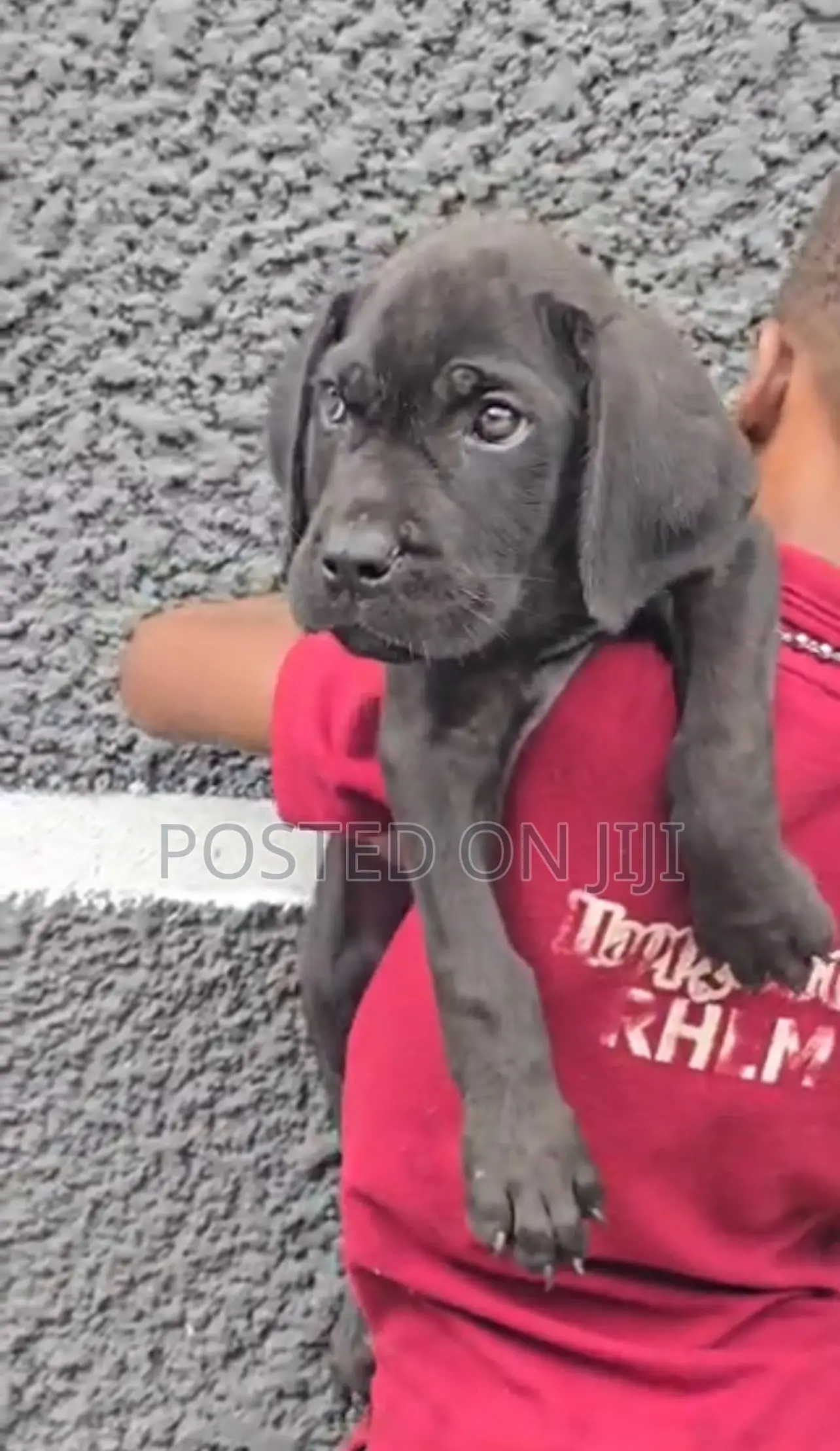 1-3 months Male Purebred Cane Corso