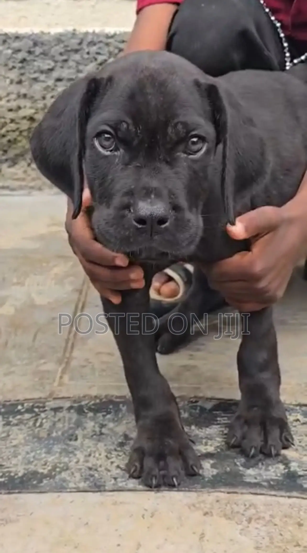 1-3 months Female Purebred Cane Corso