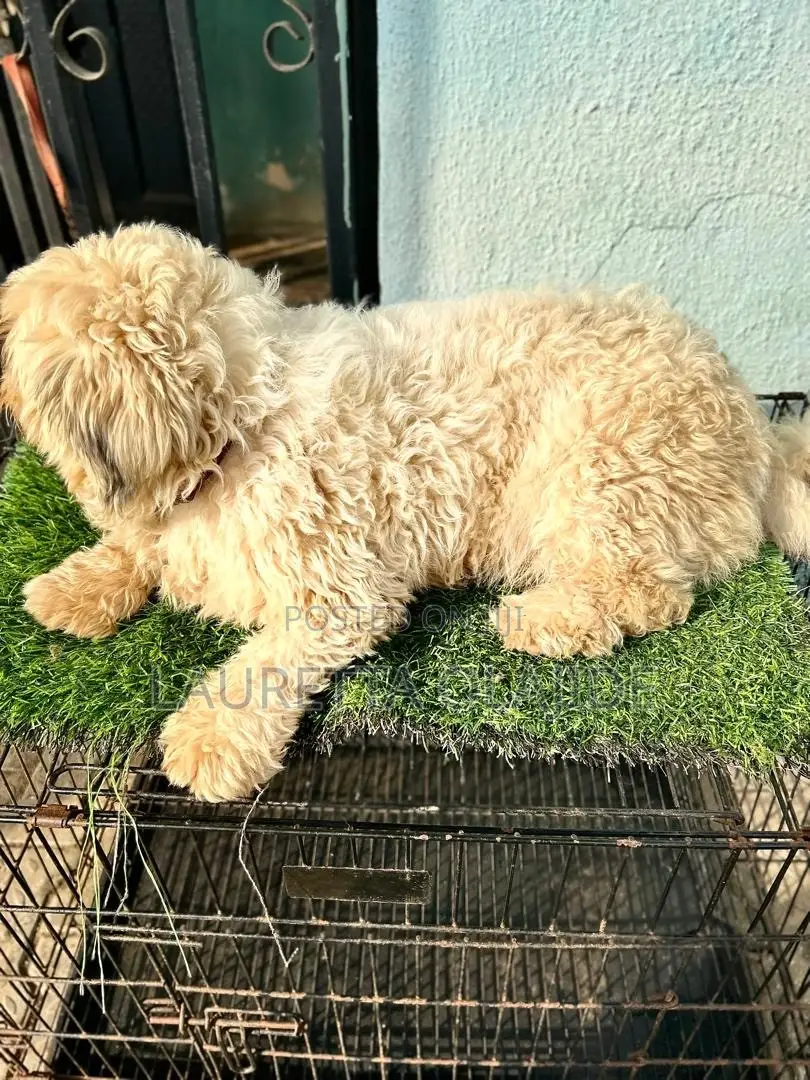 1+ year Female Purebred Lhasa Apso