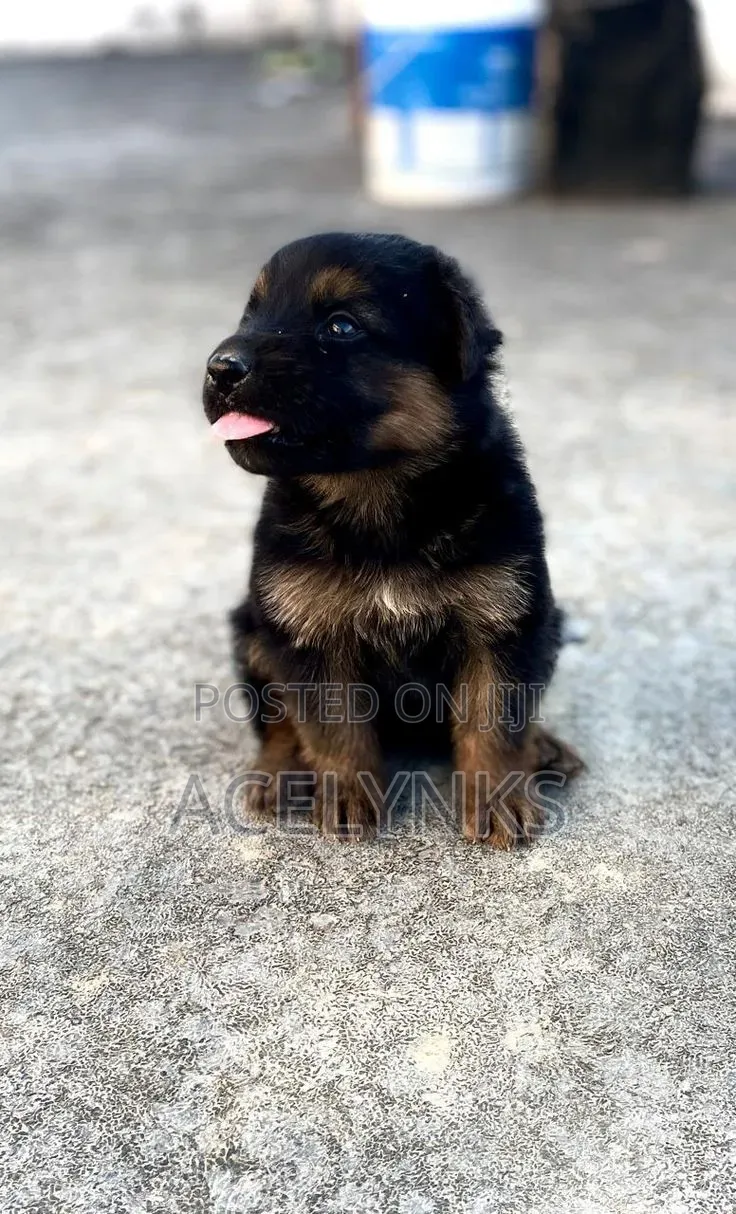 1-3 months Male Purebred German Shepherd