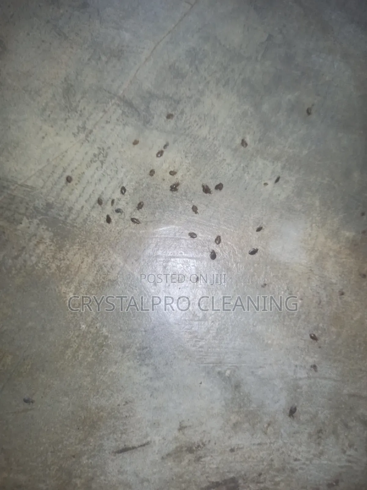 Bedbug/General Fumigation and Treatment