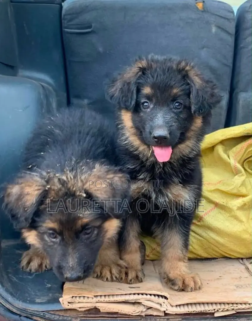 1-3 months Male Purebred German Shepherd