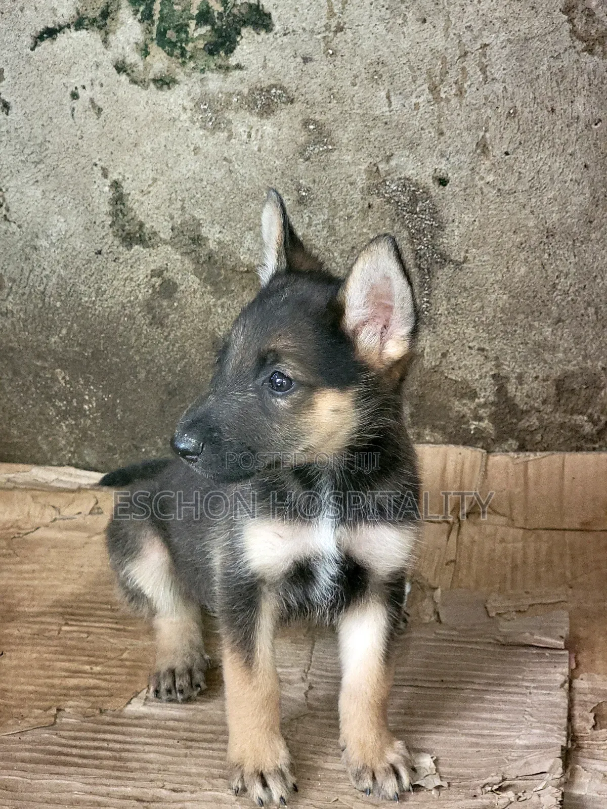 1-3 months Female Mixed Breed German Shepherd