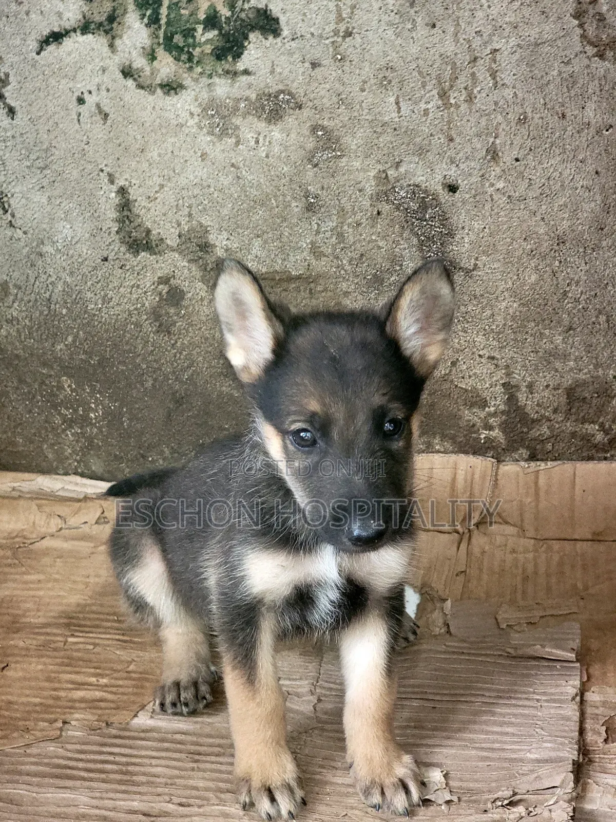 1-3 months Female Mixed Breed German Shepherd