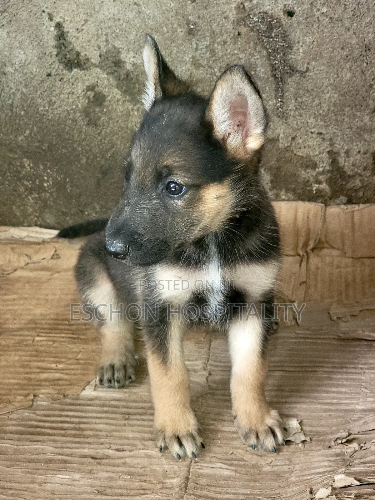 1-3 months Female Mixed Breed German Shepherd