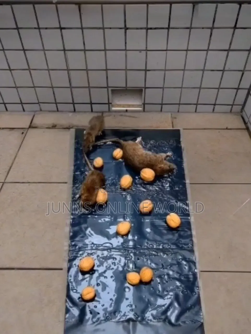 Large Rat Gum Glue Trap
