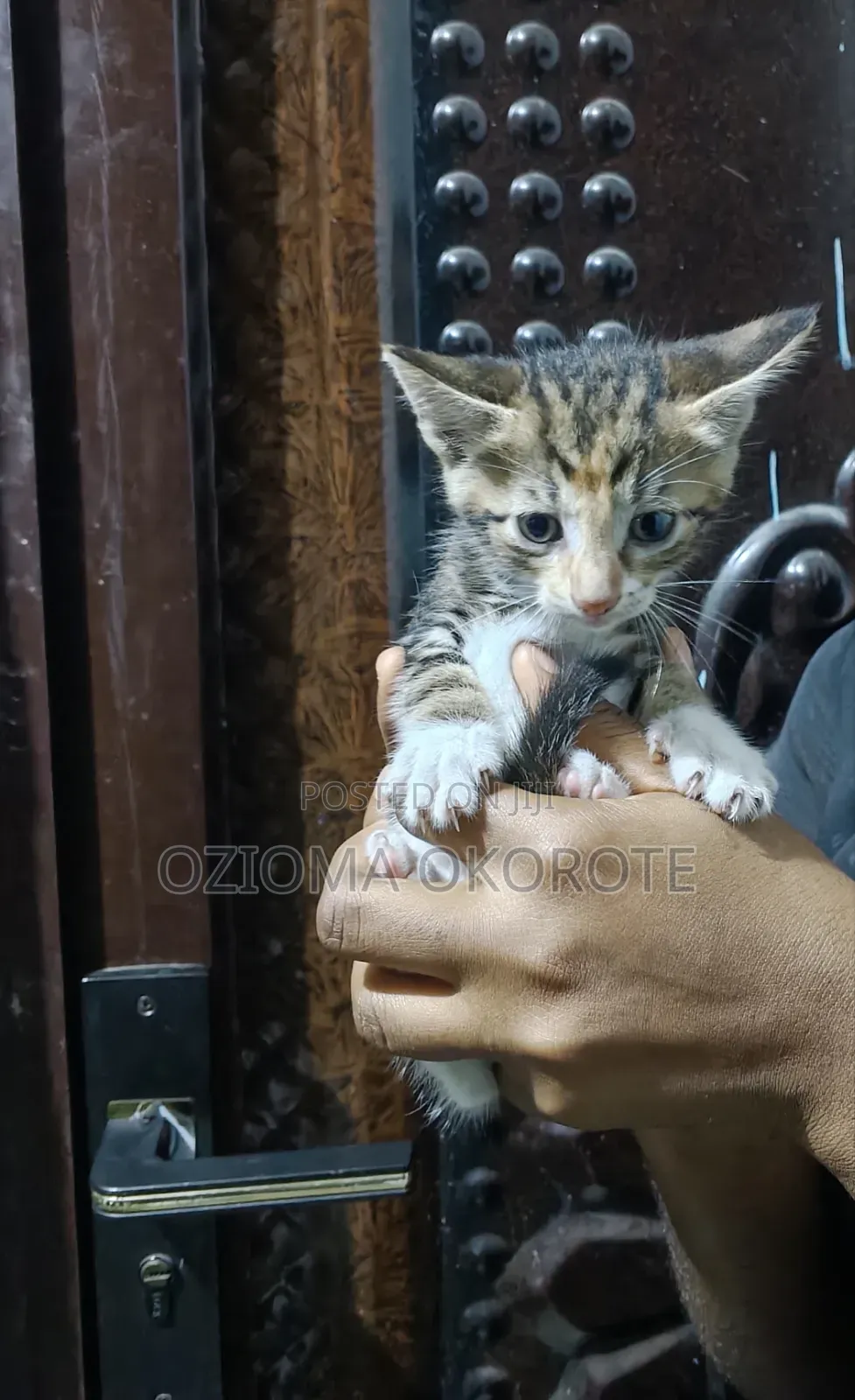 1-3 months Female Mixed Breed Tabby