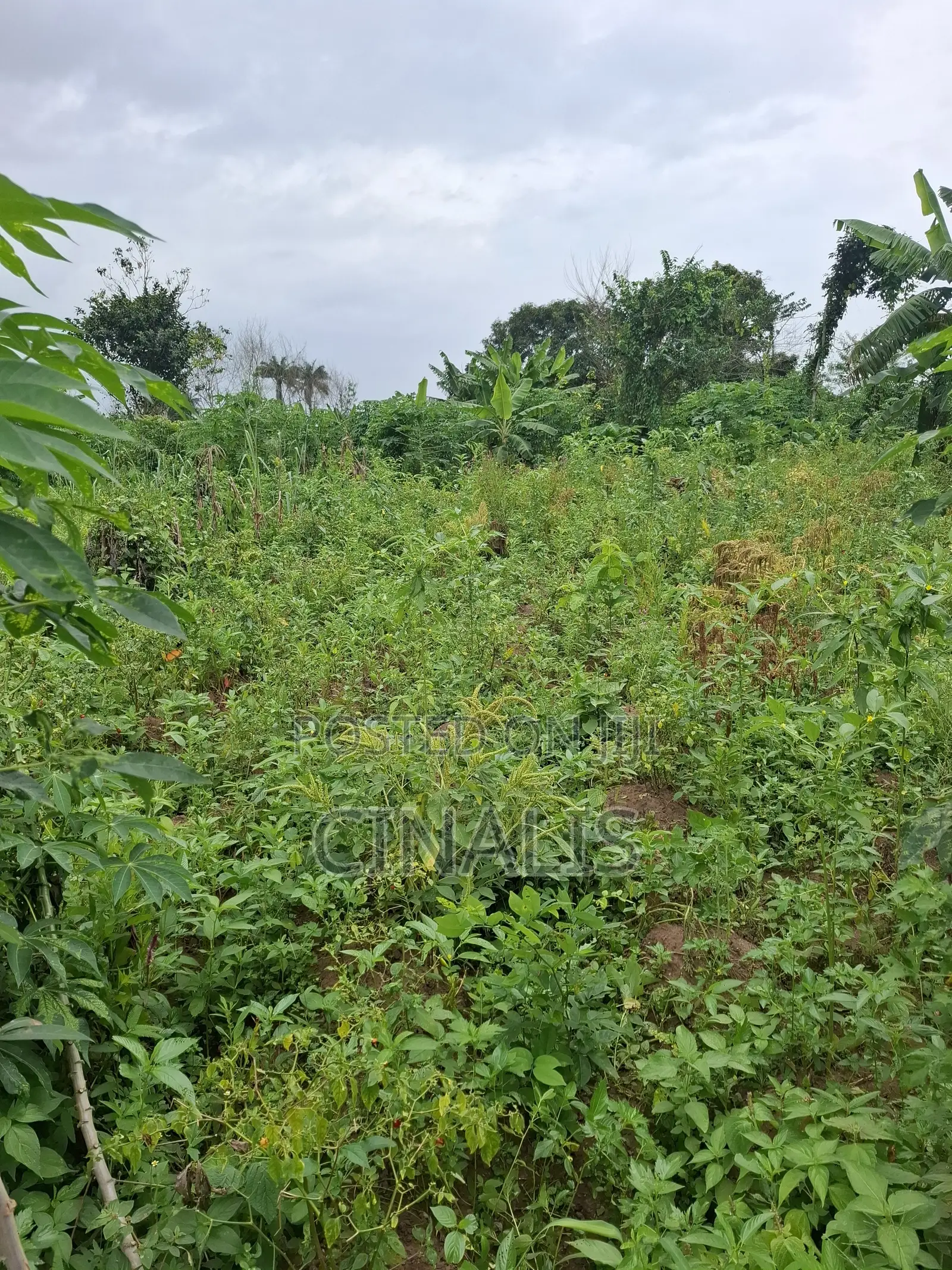 14 Acres Farmland for Agricultural Use