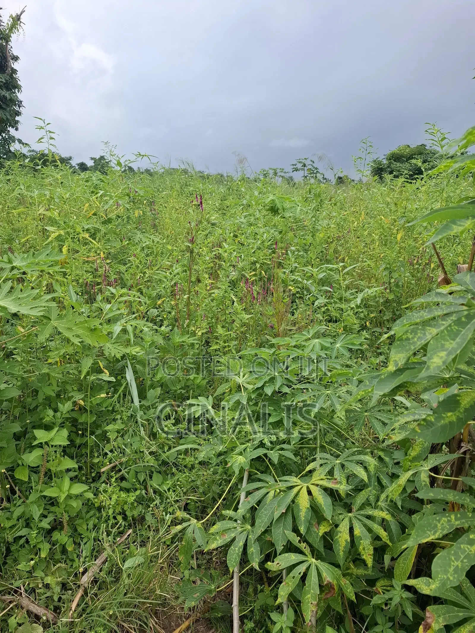Farmland for Crop Livestock Farming