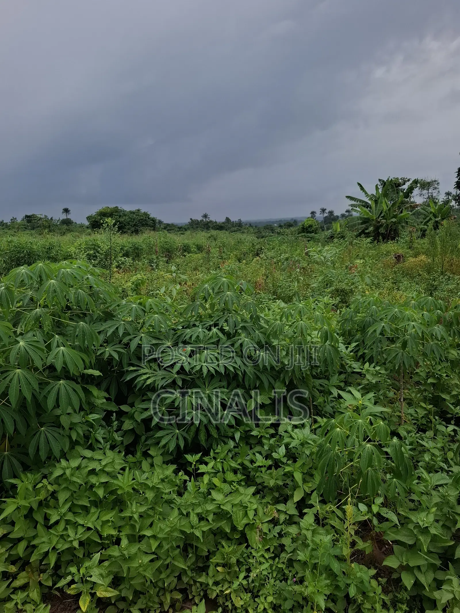 Farmland for Crop Livestock Farming