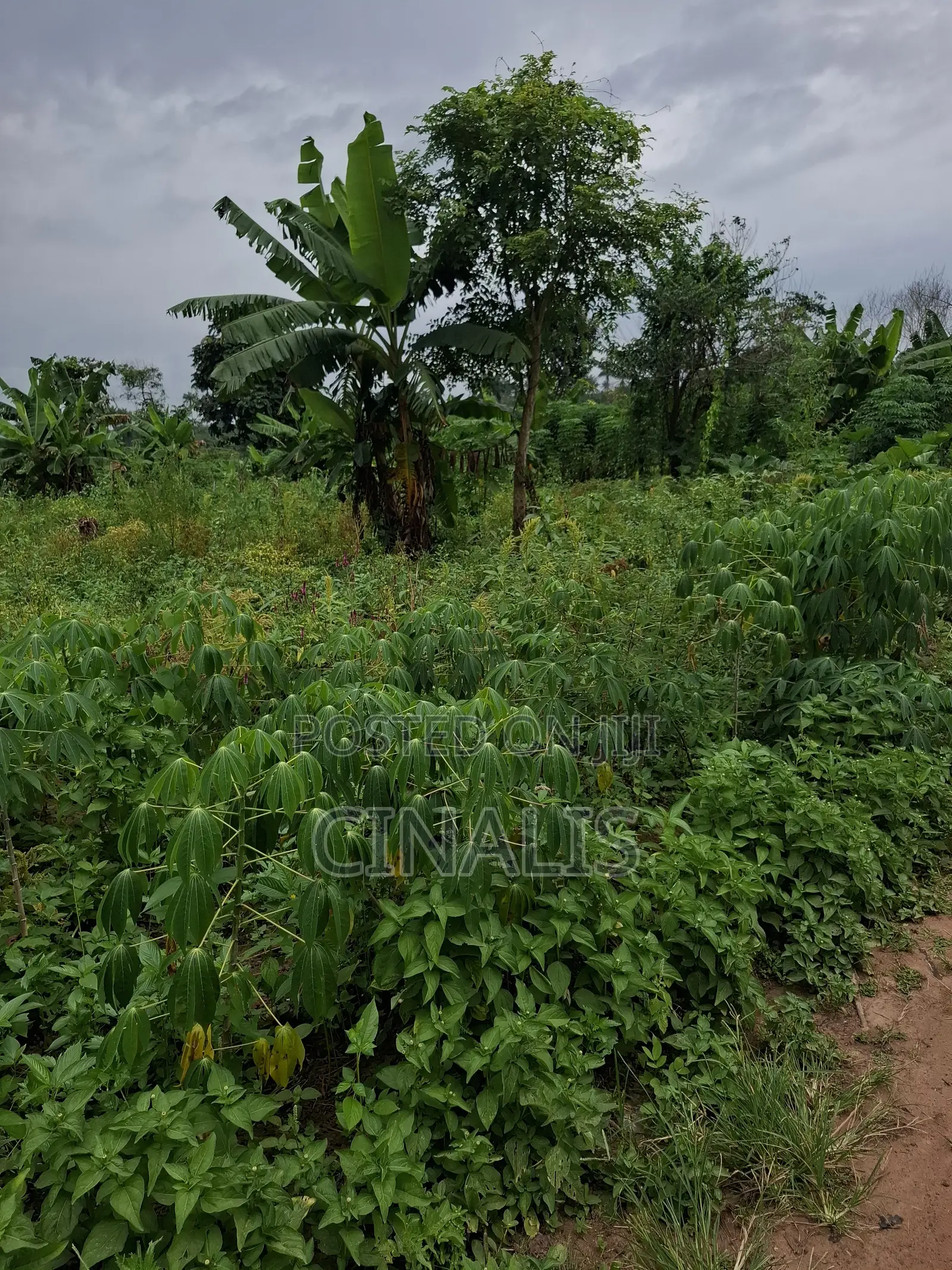 Farmland for Crop Livestock Farming
