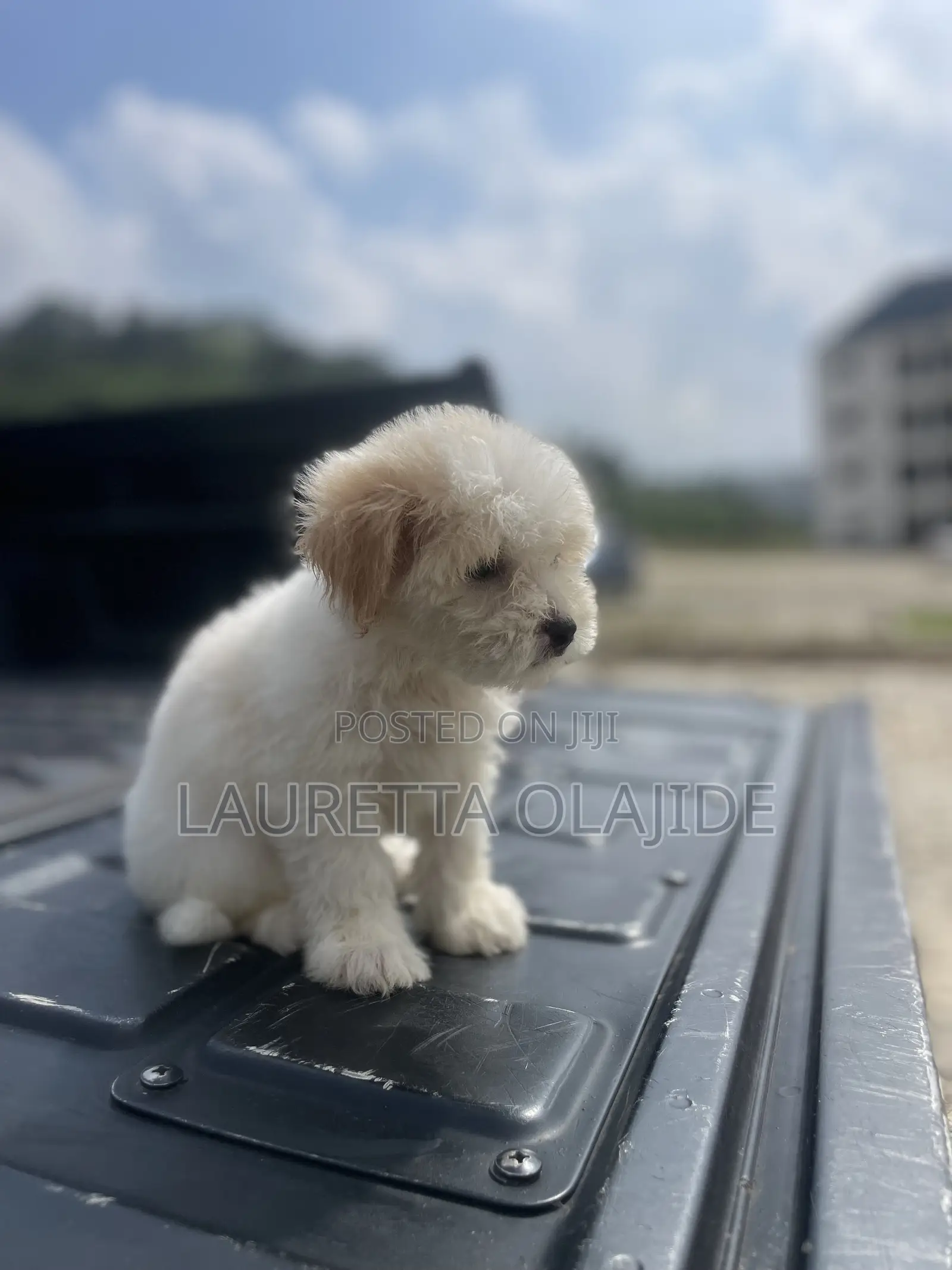 1-3 months Female Purebred Lhasa Apso