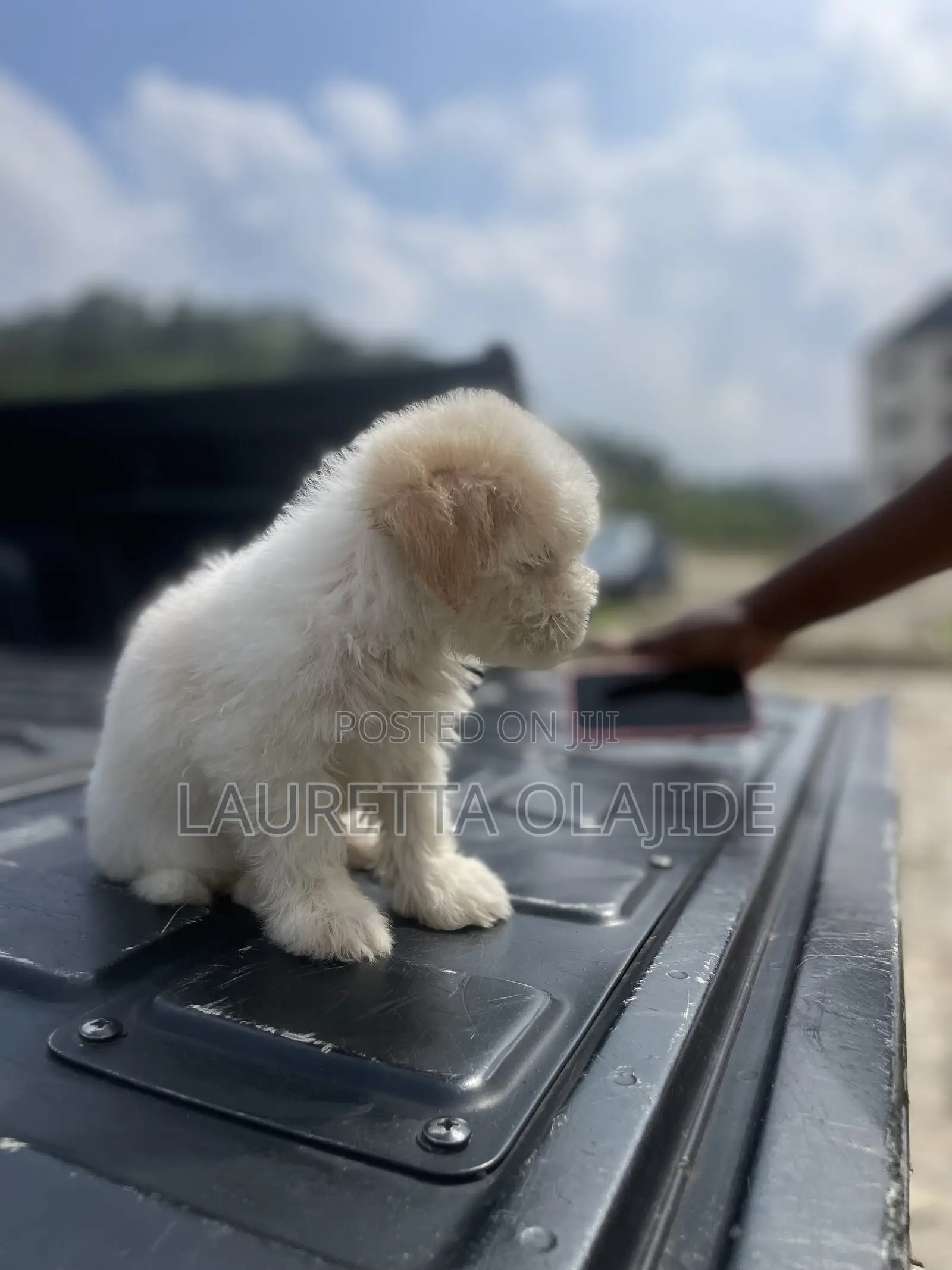 1-3 months Female Purebred Lhasa Apso