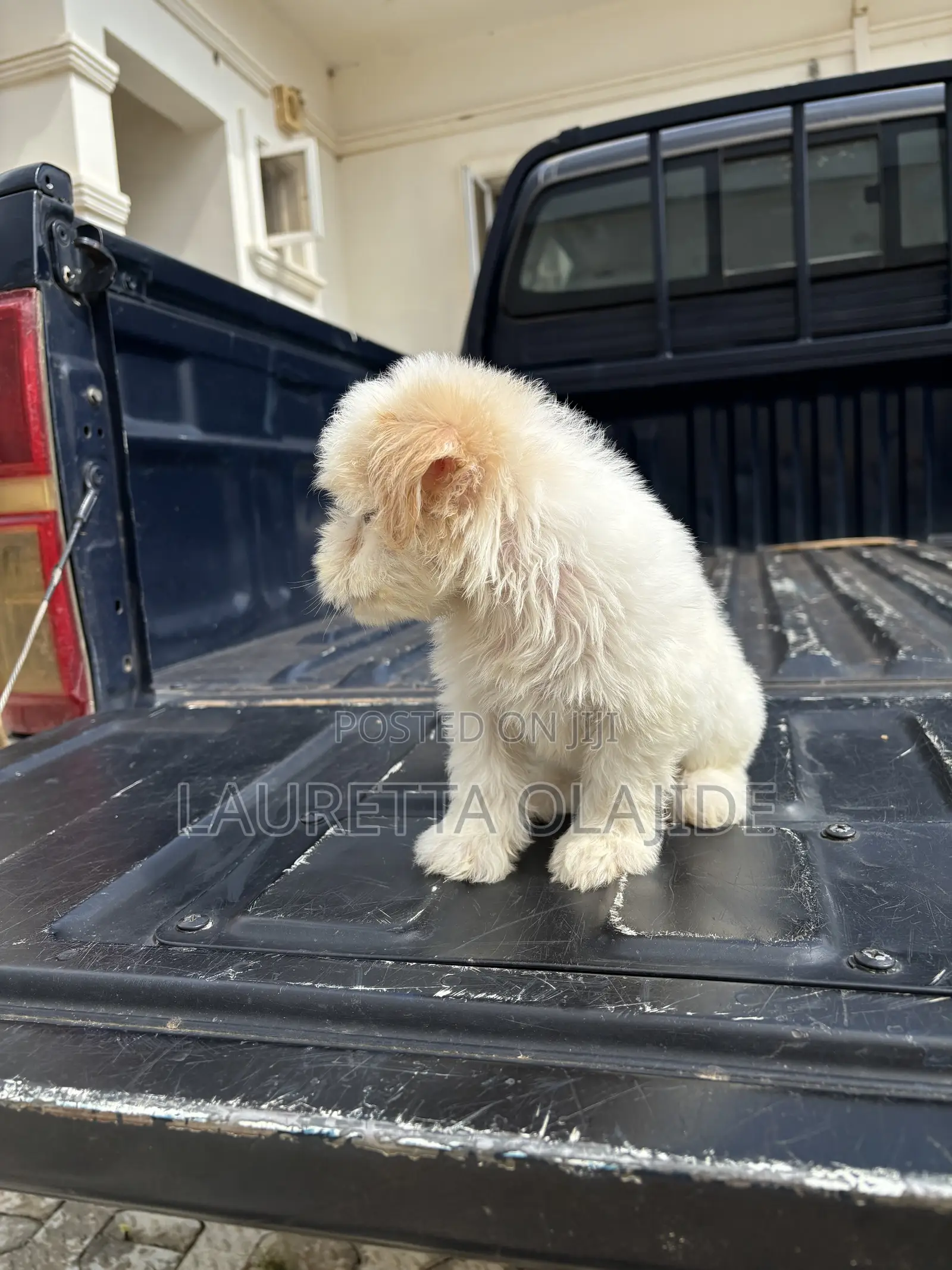 1-3 months Female Purebred Lhasa Apso