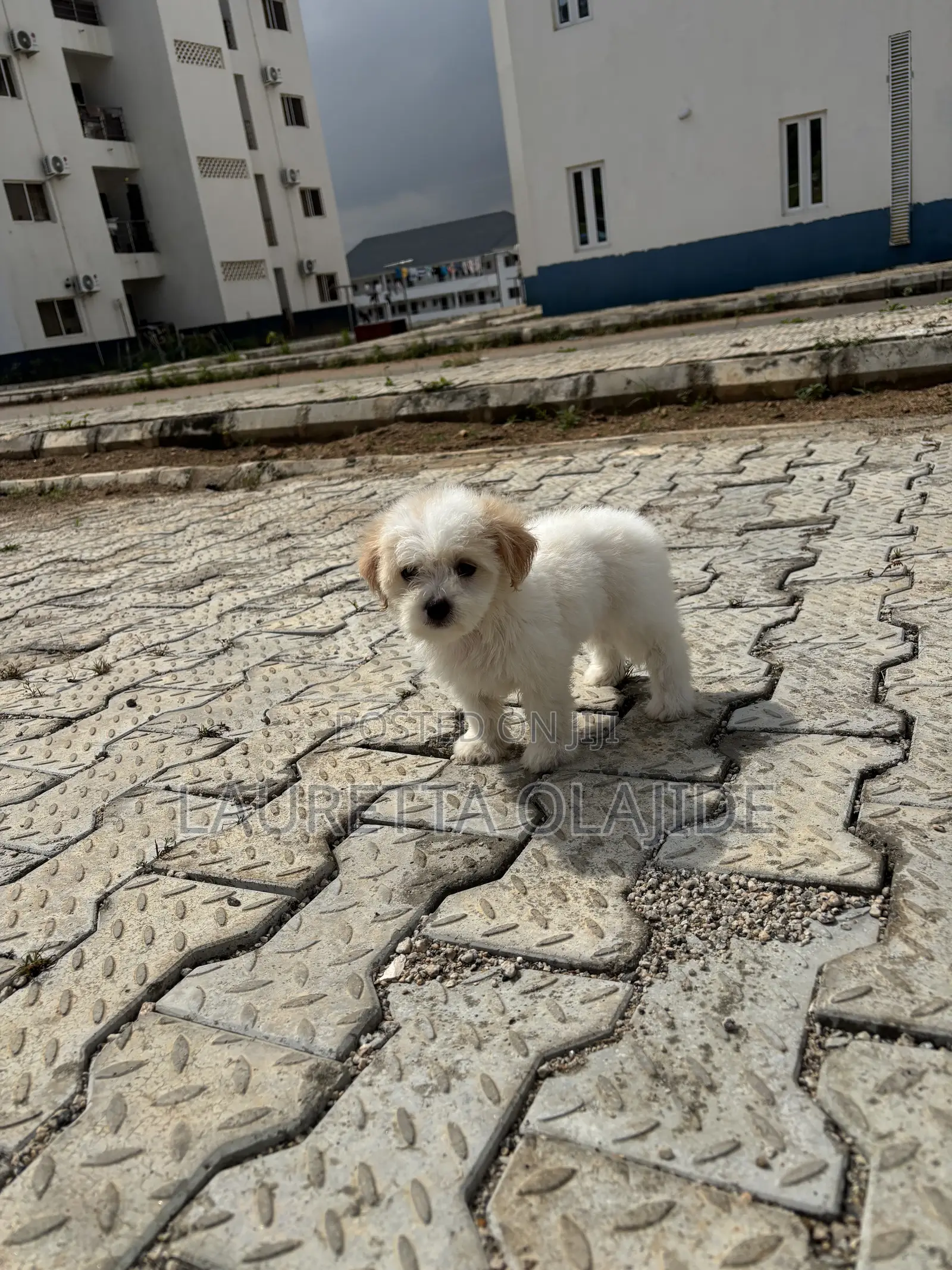 1-3 months Female Purebred Lhasa Apso